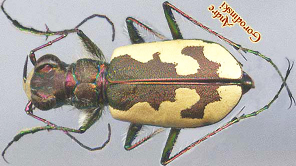 http://www.gorodinski.ru/cicindela/Cicindela sahlbergii lutshniki.jpg